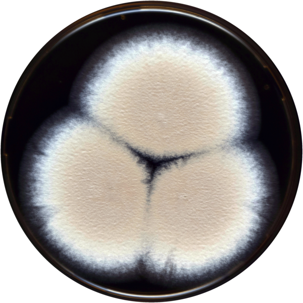 File:Aspergillus cervinus meaox.png