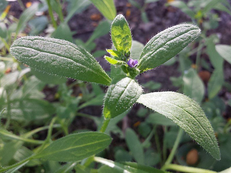 File:Asperugo procumbens sl27.jpg