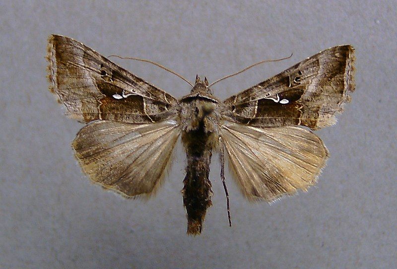 File:Autographa nigrisigna.jpg