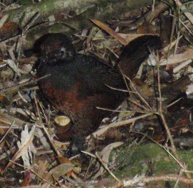 File:Black-throated Huet-huet.jpg