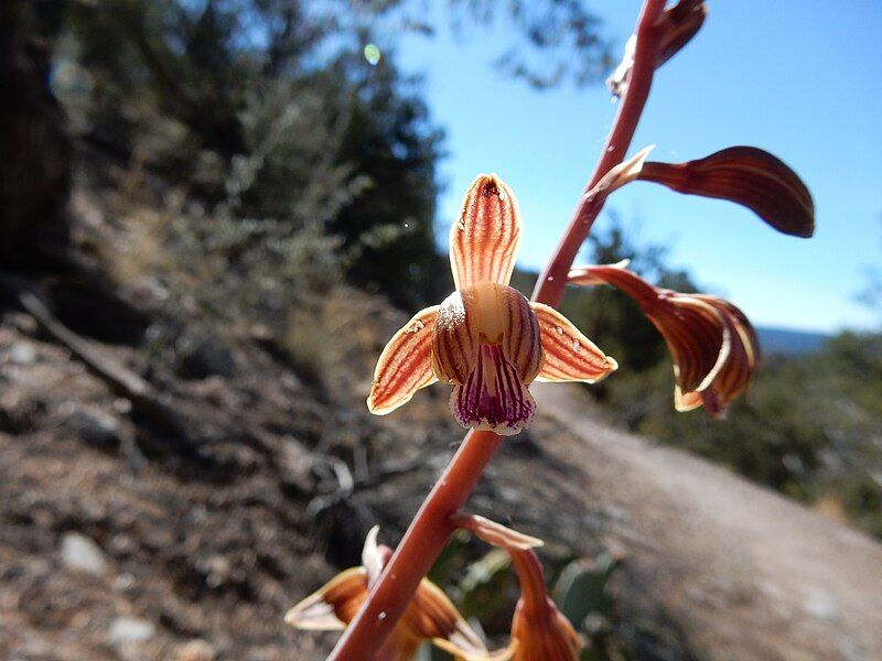 File:Bletia arizonica.jpg