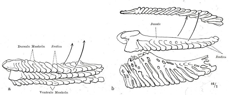 File:Braus 1921 125.png