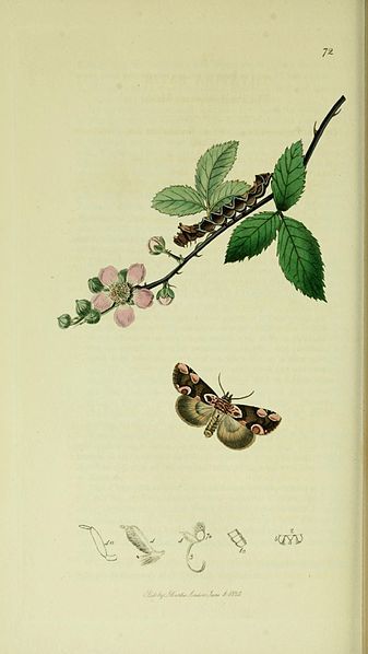 File:Britishentomologyvolume5Plate72.jpg