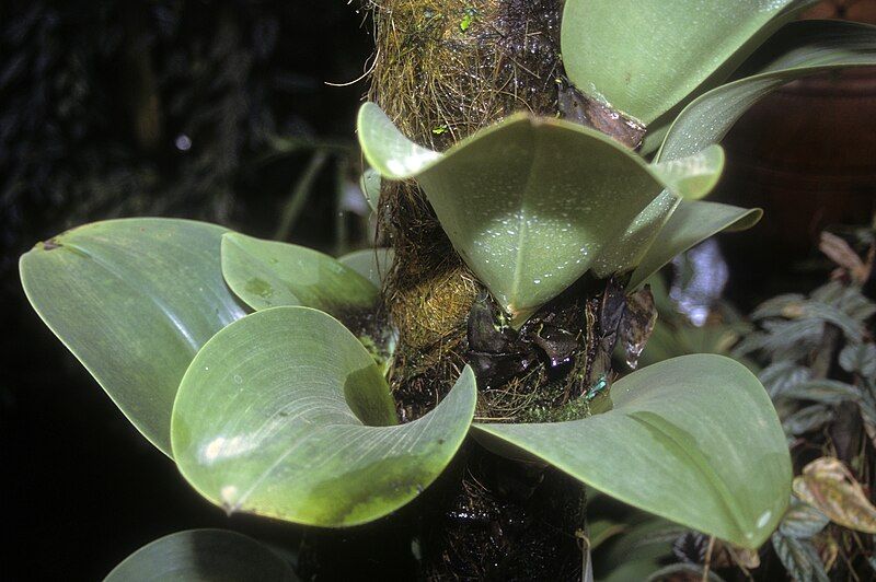 File:Bulbophyllum beccarii 1.jpg