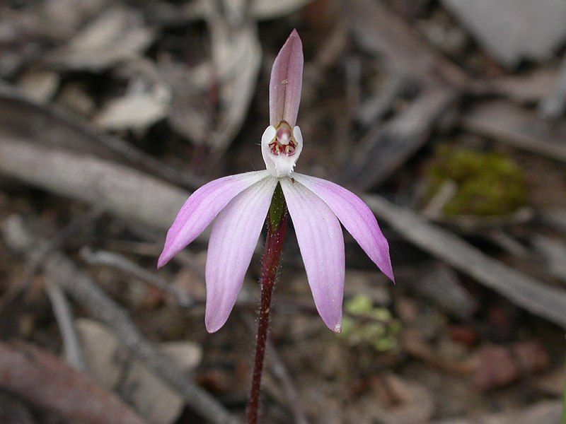 File:Caladenia fuscata 2.jpg