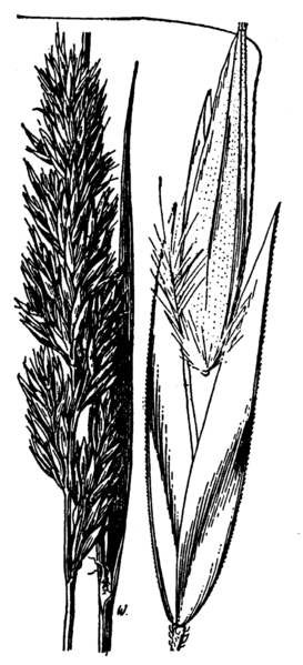 File:Calamagrostis purpurascens HC-1950.png