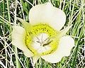 Pecos Mariposa Lily (Calochortus gunnisonii var. perpulchra—a variety found only in a small area of New Mexico), Hamilton Mesa, Santa Fe National Forest.