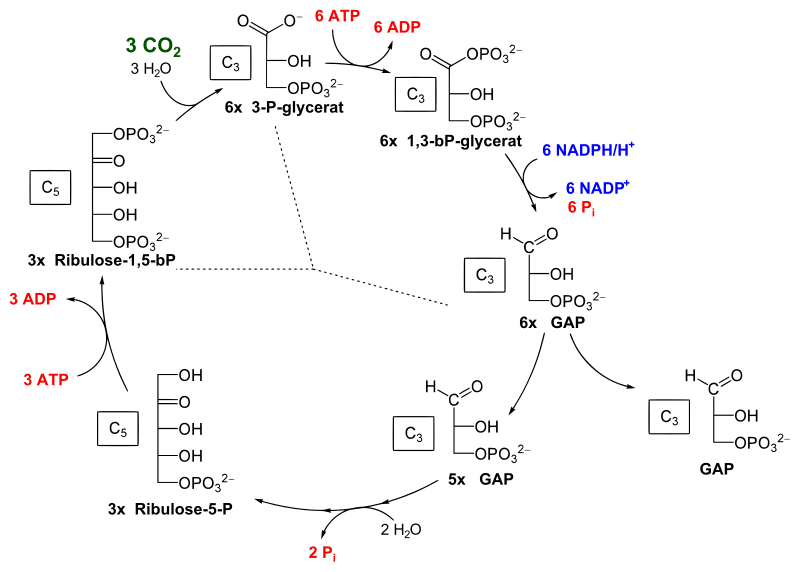 File:Calvin cycle.svg