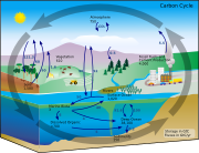 Diagram of the carbon cycle