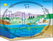 Carbon cycle