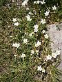 Cerastium cerastoides