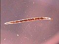 Larval stage of a ceratopogonid species