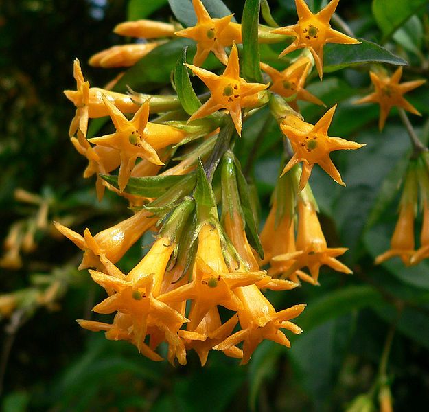 File:Cestrum aurantiacum 3.jpg