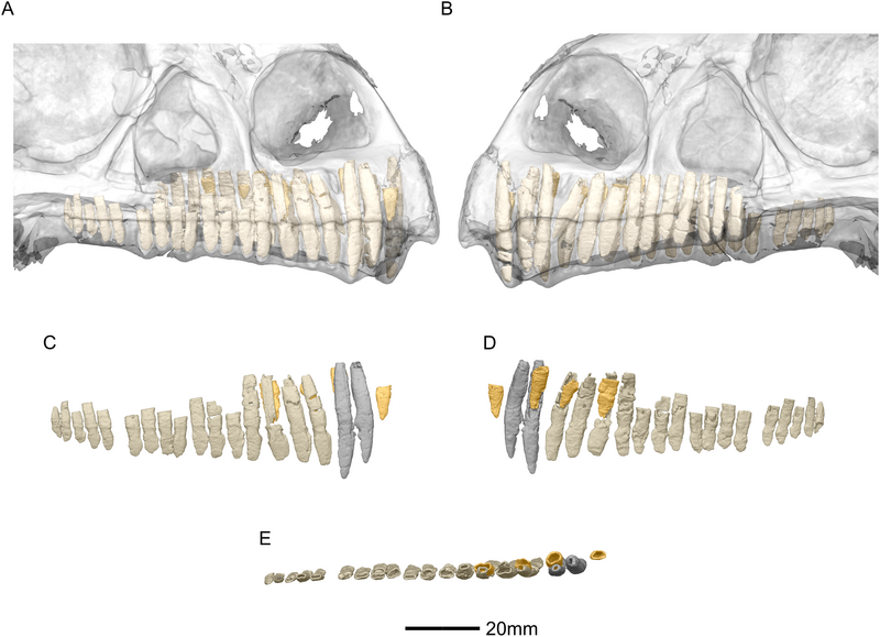 File:Chapelle-etal-2018-fig-53-full.png