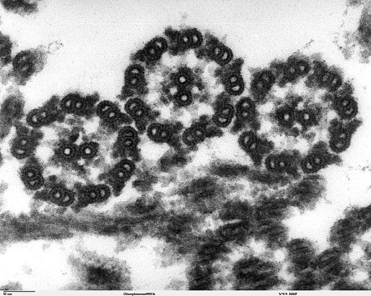 File:Chlamydomonas TEM 16.jpg