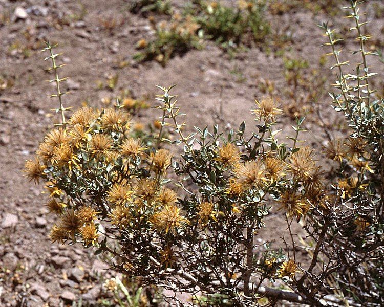 File:Chuquiraga oppositifolia.jpg