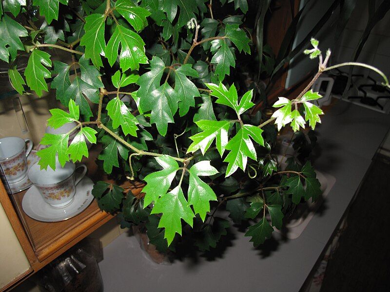 File:Cissus spp. (004).jpg