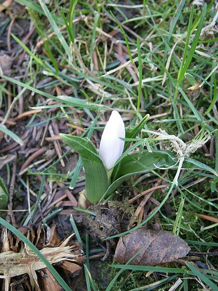 File:Colchicum hungaricum bud.jpg