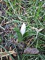 Colchicum hungaricum bud