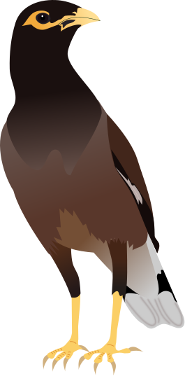 File:Common Myna.svg