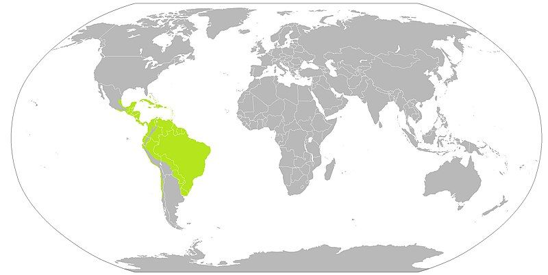 File:Dieffenbachia distribution.jpg