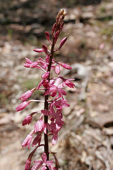 File:Dipodium punctatum fir00002.jpg