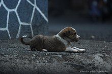 A puppy sitting beside road