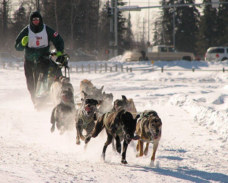 File:Dogsled racing Alaska.jpg