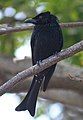 Spangled Drongo (Dicrurus hottentottus)