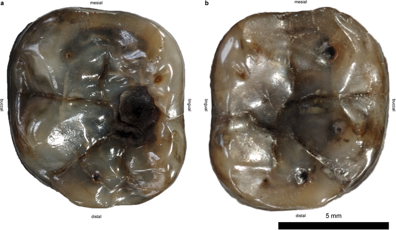 File:Dryopithecus carinthiacus.png