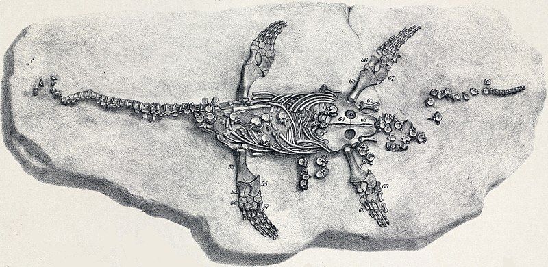 File:Eretmosaurus.jpg