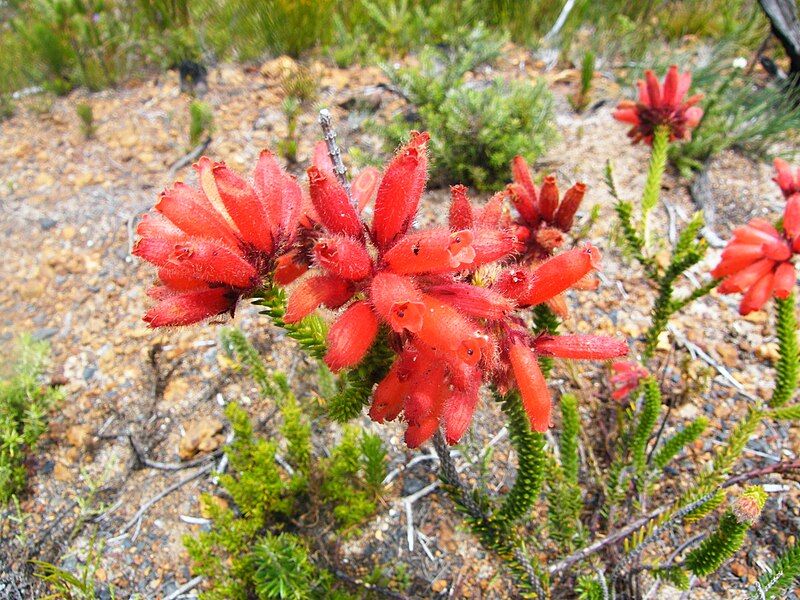 File:Erica cerinthoides flower.JPG