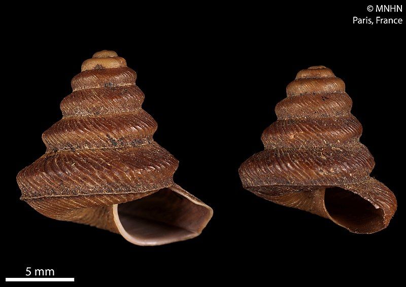 File:Foxidonta stevensoni (MNHN-IM-2015-4445).jpeg