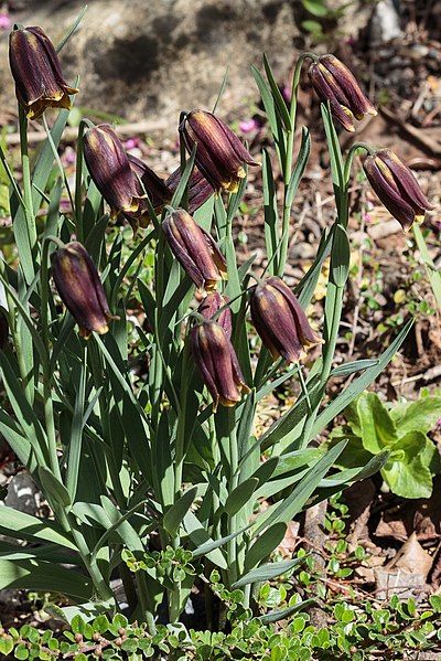 File:Fritillaria-assyriaca-habitus.jpg