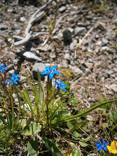 File:Gentiana nivalis03.jpg