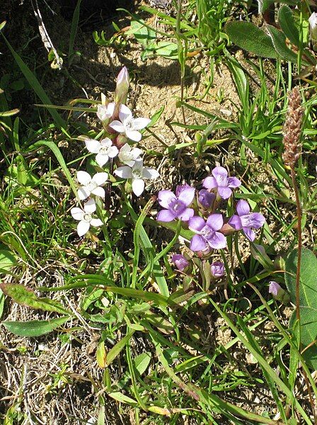 File:Gentianella campestris001.jpg