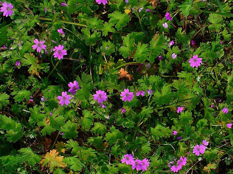 File:Geranium molle 001.JPG