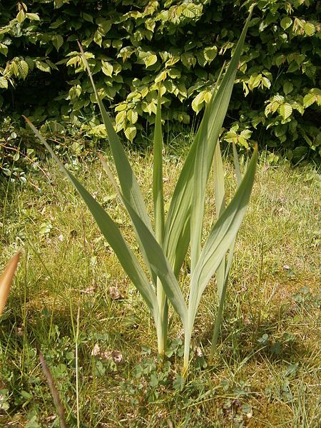 File:Gladiolus communis leaf.JPG