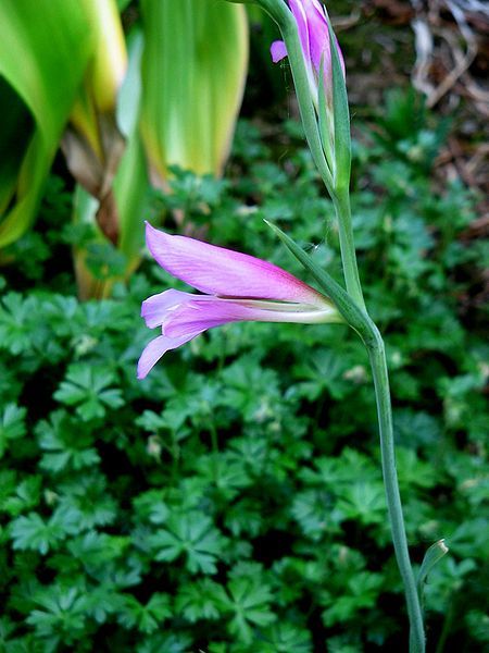 File:Gladiolus italicus close-up2.jpg