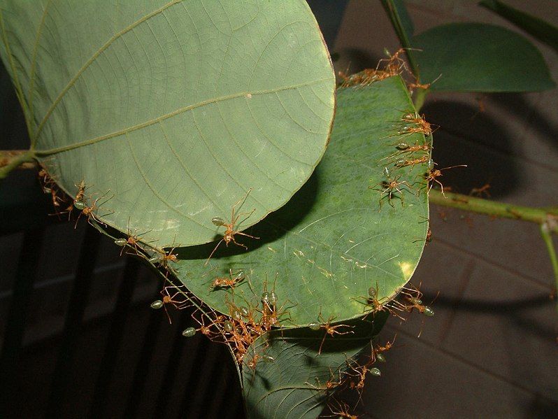 File:Green ants.jpg