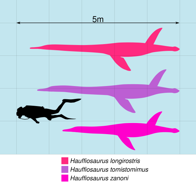 File:Hauffiosaurus Scale.svg