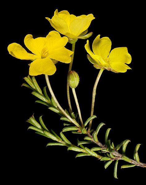 File:Hibbertia lineata (15418387005).jpg