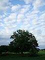 Tree & Cloud motive in Hölö