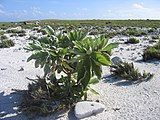 Howland Island flora (leeward)