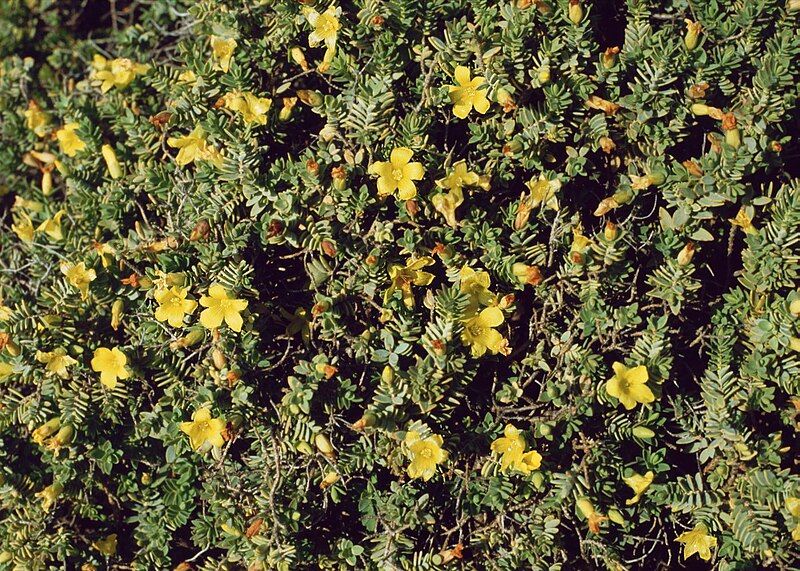 File:Hypericum aegypticum 2.jpg