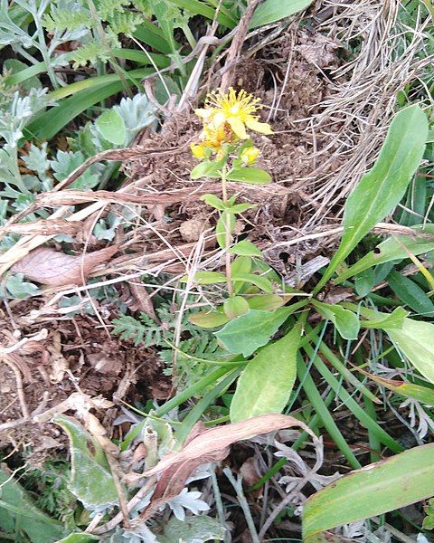 File:Hypericum attenuatum 117597449.jpg