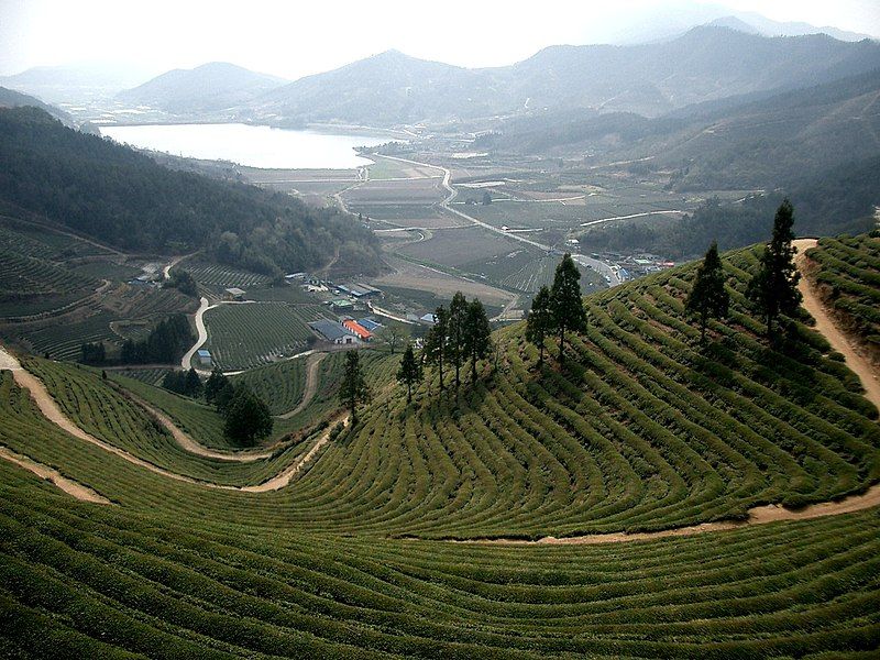 File:Korea-Boseong-Green.tea-02.jpg