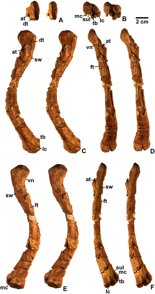 File:Kwanasaurus complete femur.png