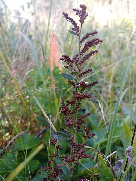 File:Lechea mucronata 90943540.jpg