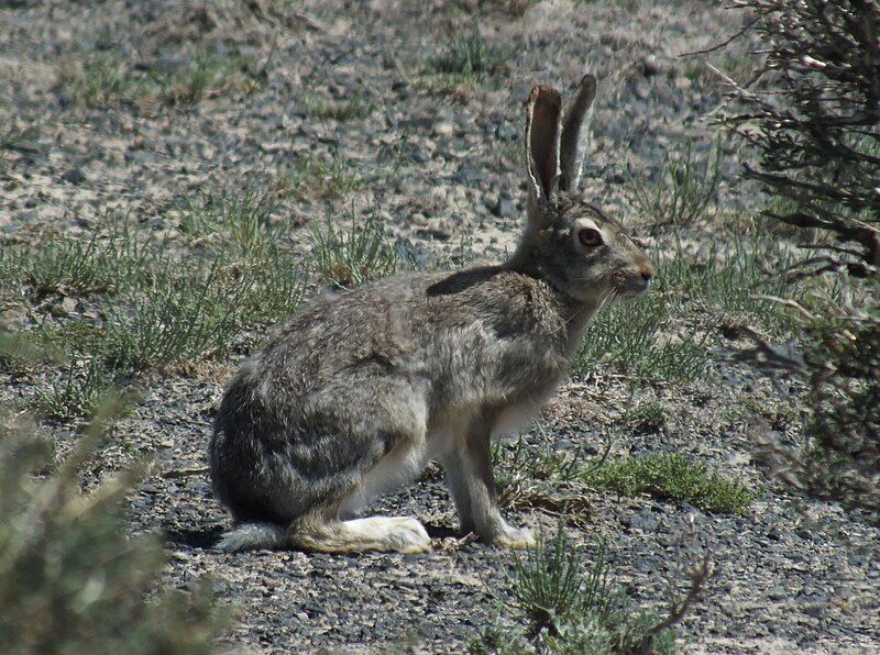 File:Lepus tibetanus 293287662.jpg